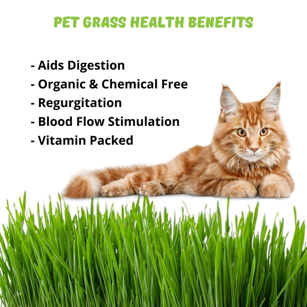Organic Cat Grass Seeds Kit N340749