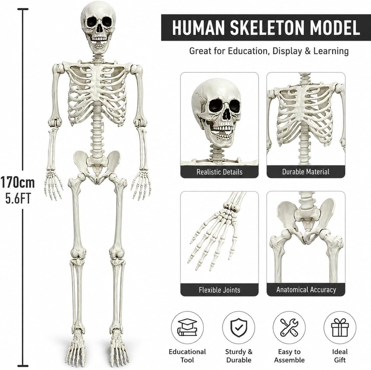 5.4FT Life Size Posable Human Skeleton with Movable Jaw C1487
