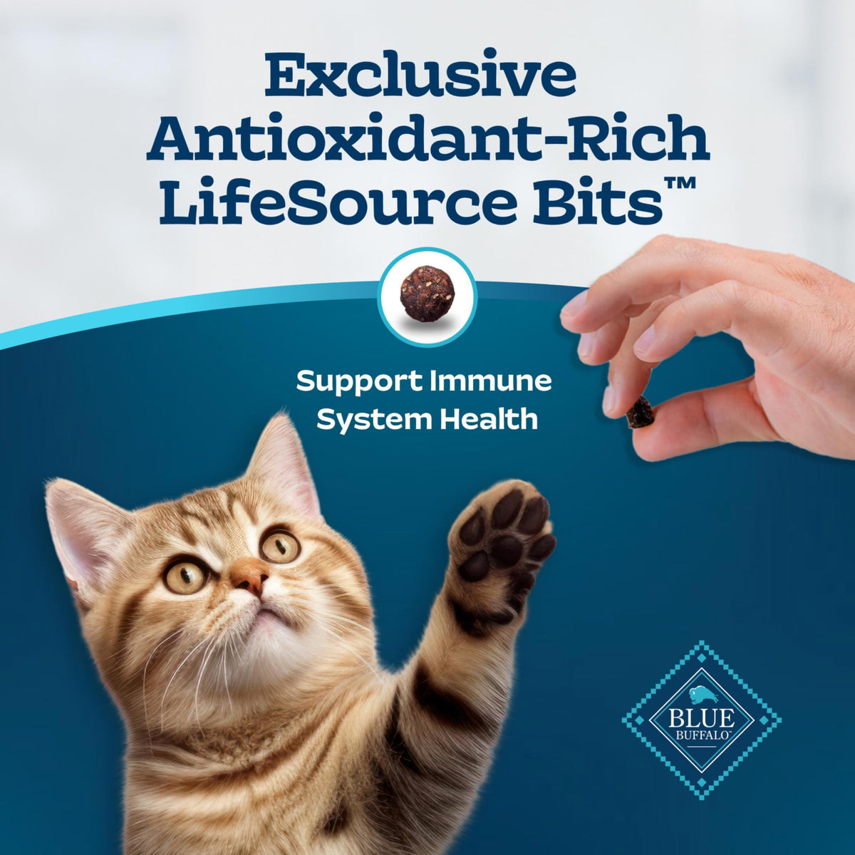 Chicken & Brown Rice Senior Dry Cat Food, 3 lb Y8513