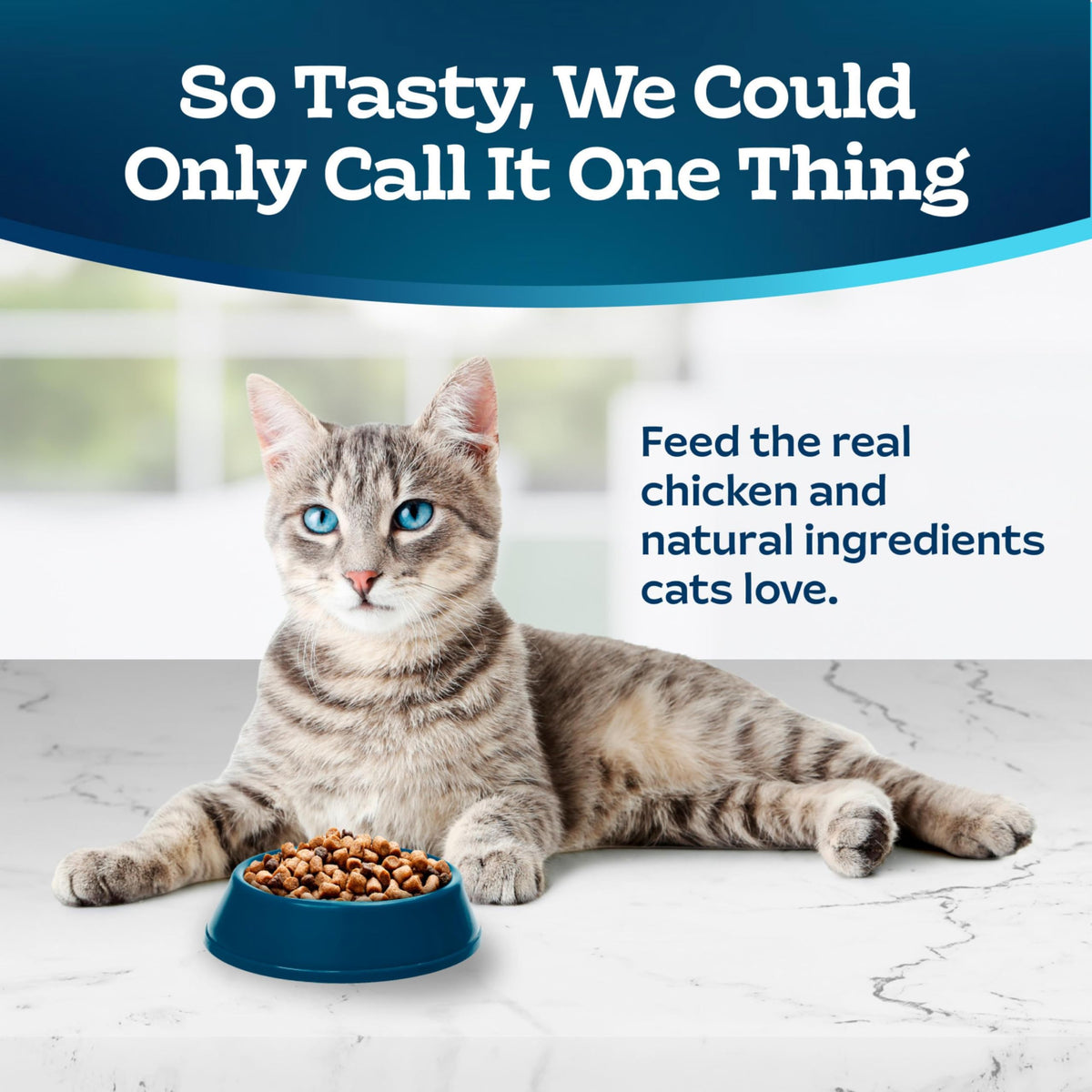 Chicken & Brown Rice Senior Dry Cat Food, 3 lb Y8513