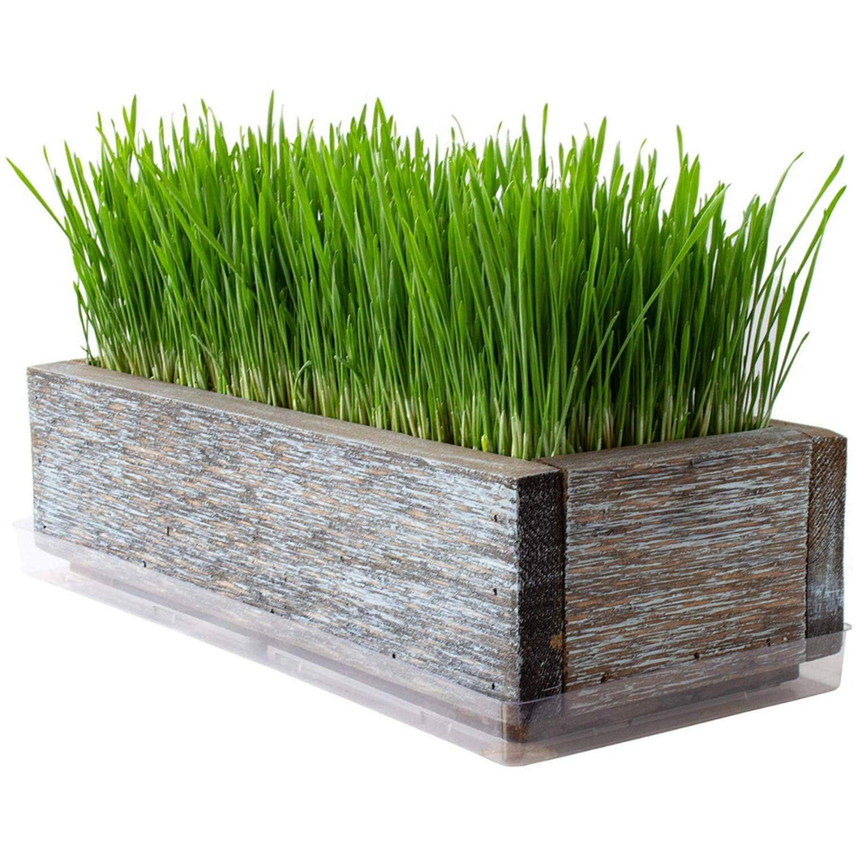 Organic Cat Grass Seeds Kit N340749