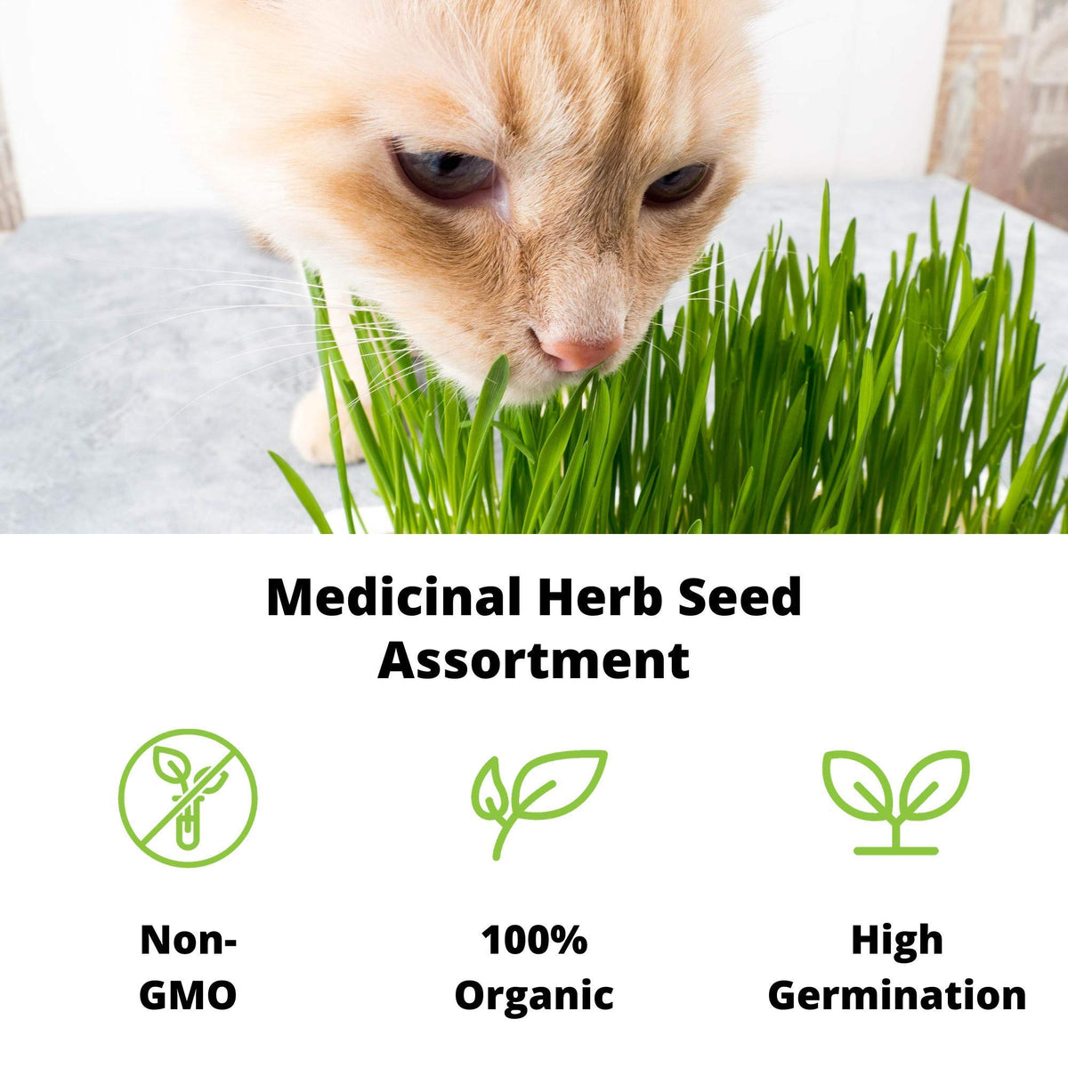 Organic Cat Grass Seeds Kit N340749