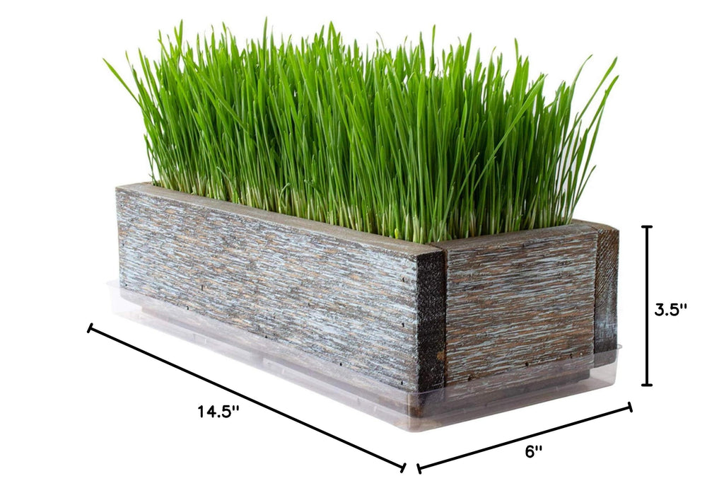 Organic Cat Grass Seeds Kit N340749