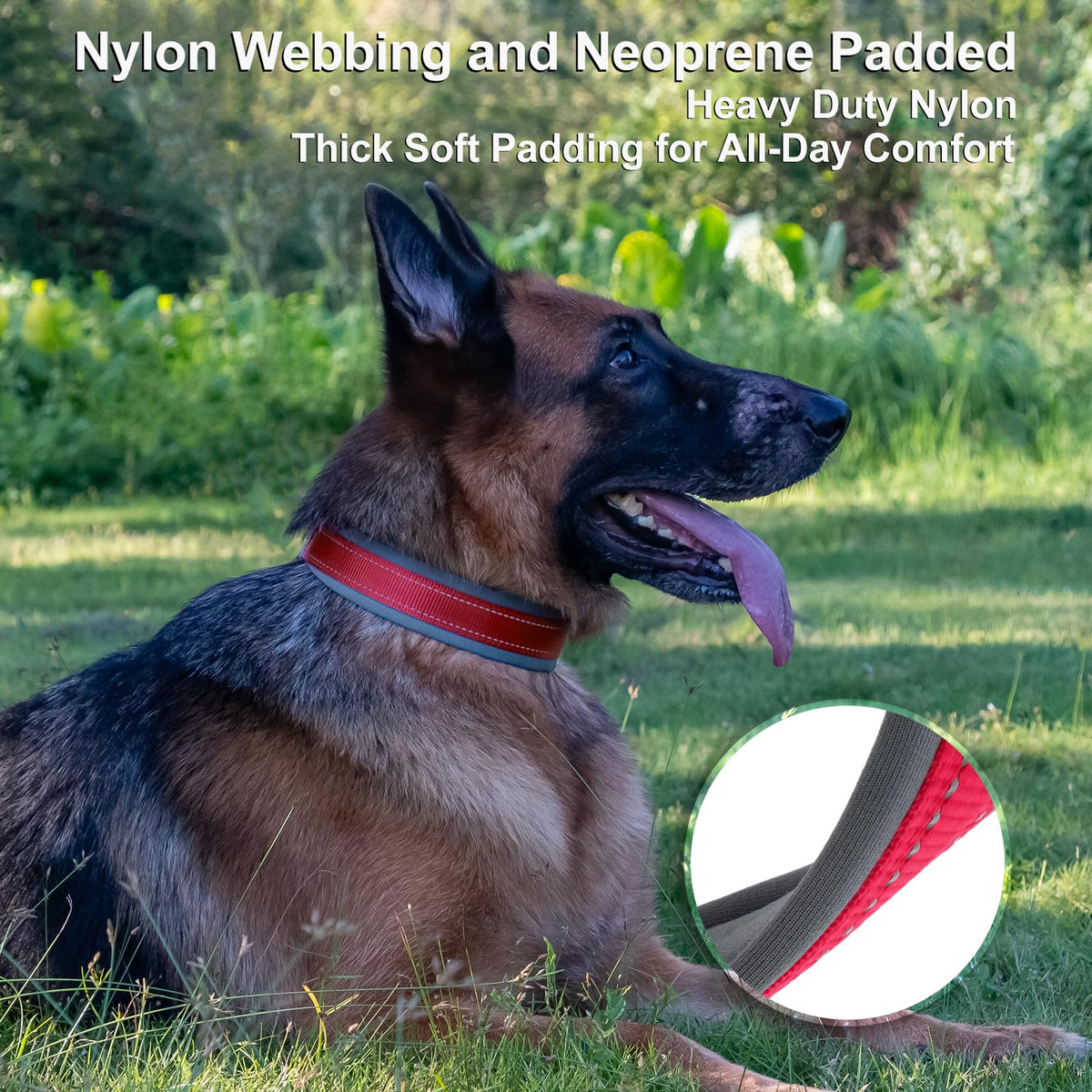Personalized Dog Collar B772