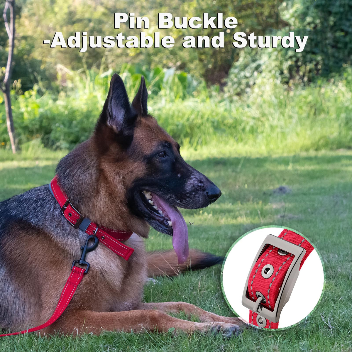 Personalized Dog Collar B772