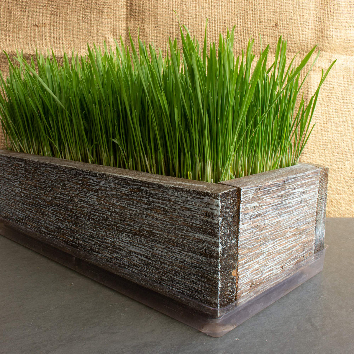 Organic Cat Grass Seeds Kit N340749